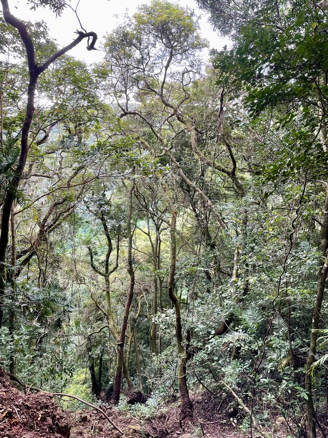 Hoch oben in den Bergen: der Nebelwald von Monteverde