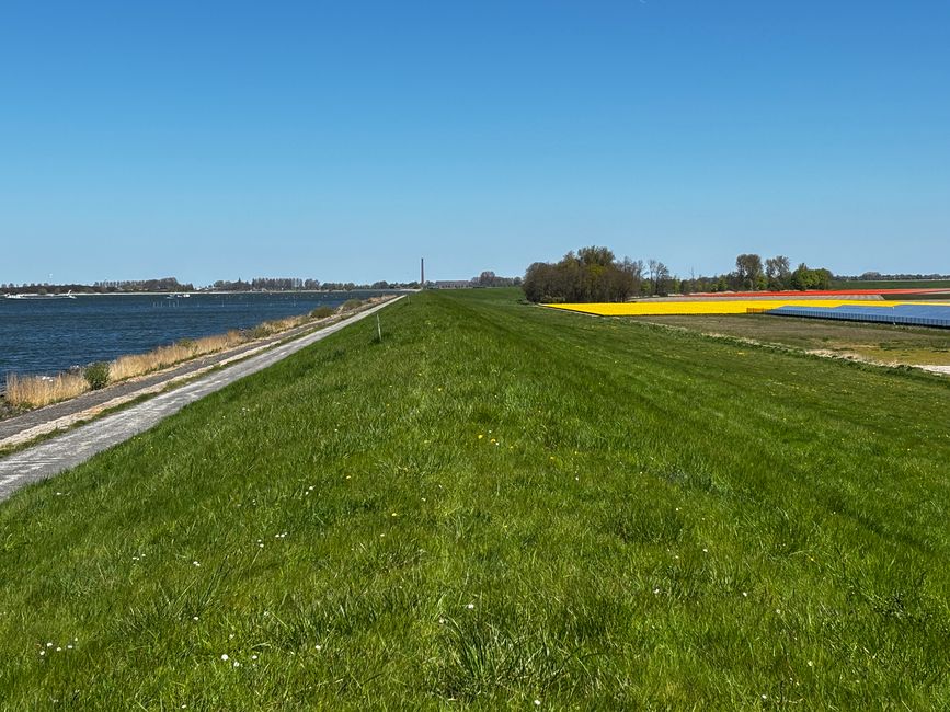 2026 - 05 Des moutons à Lemmer