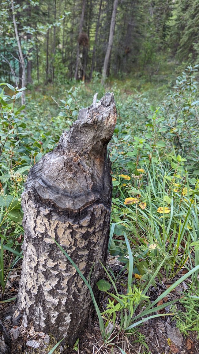 Árbol talado por castores en el Sendero Lakeshore 