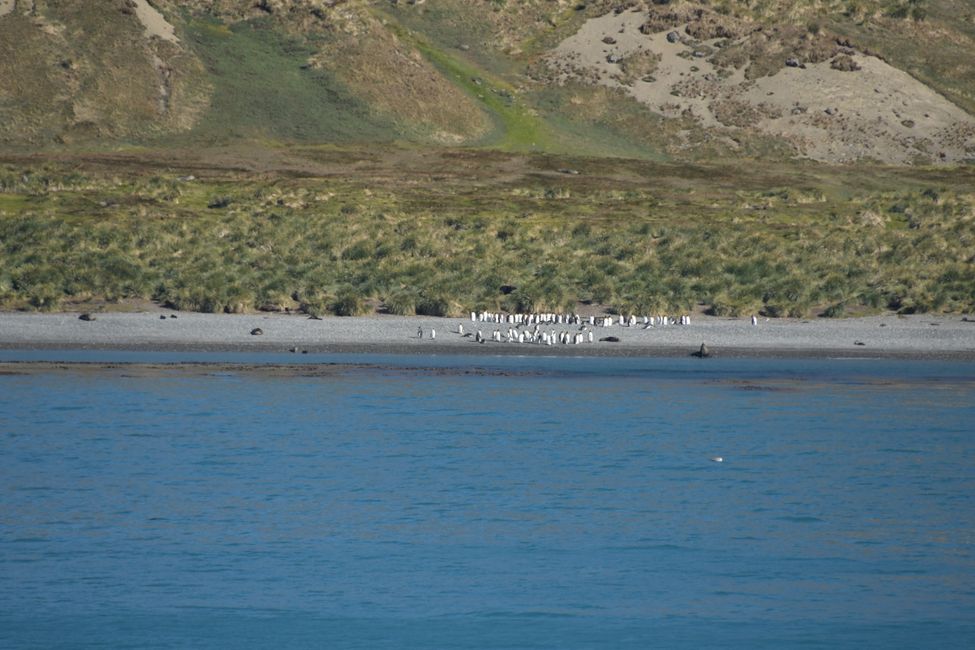 Königspinguine / King penguins