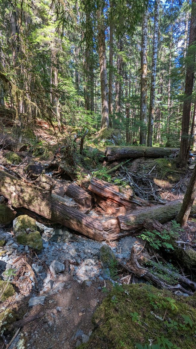 Upper Myra Falls Trail