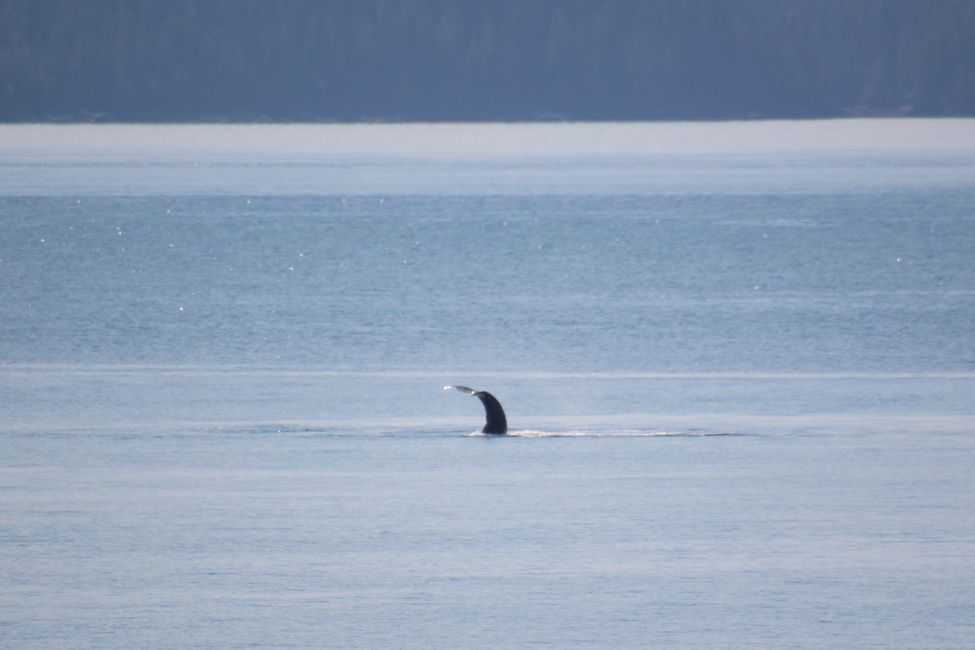 Whale Watching during the ferry ride