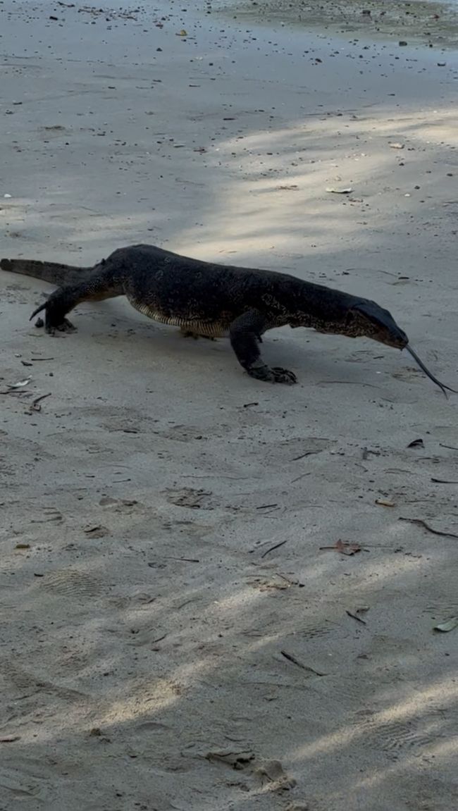 Géant lézard à Railay Beach