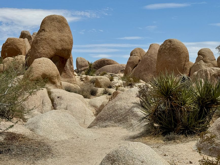 Joshua Tree National Park – Arch Rock & Skull Rock