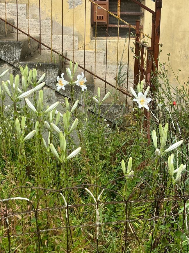 Pace e bene: passo per passo von Assisi in Richtung Poggio bustone
