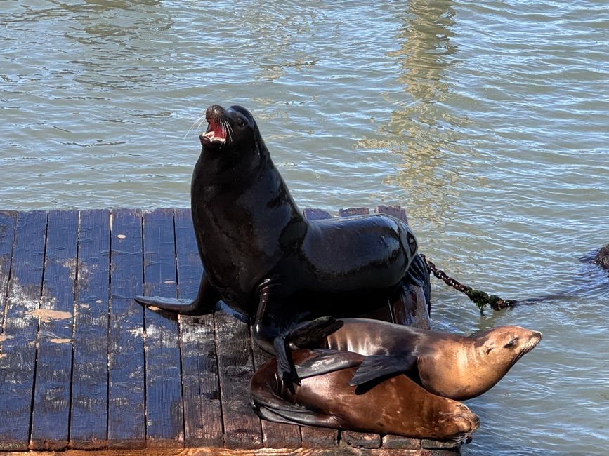 Tiere auf der Rundreise