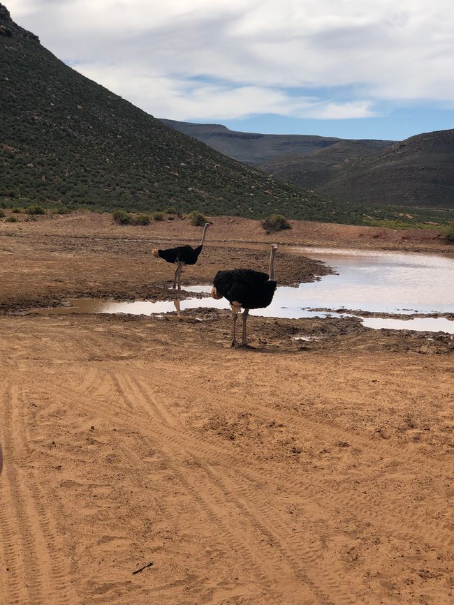 #3 - Cape Town - Safari - Big Five