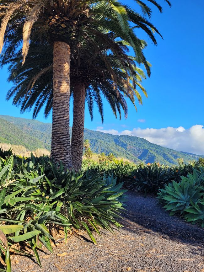 Finca