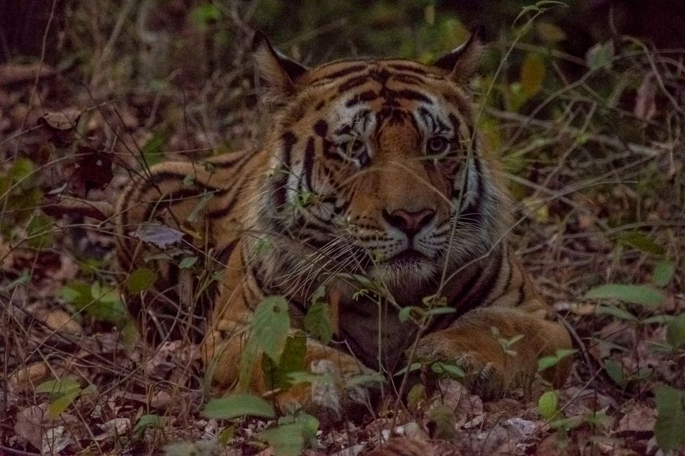 Tiger #8