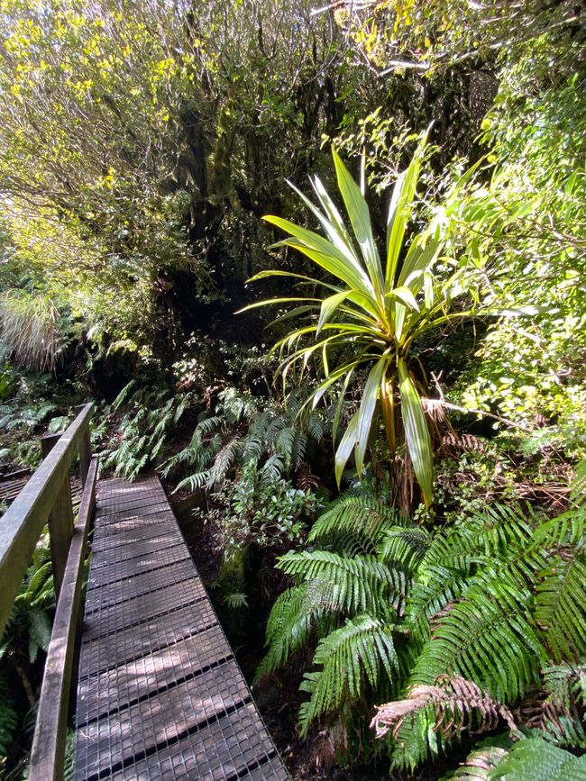 Sendero Egmont Taranaki