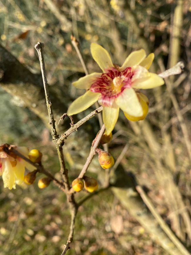 Eine wunderschöne Blüte...