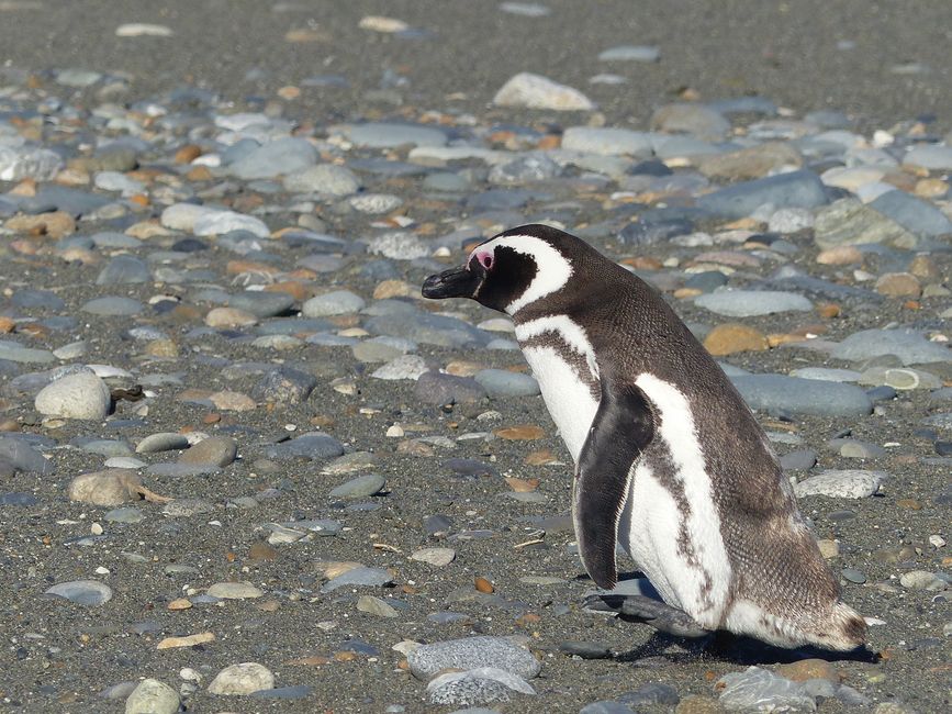 Penguin colony in southern Argentina