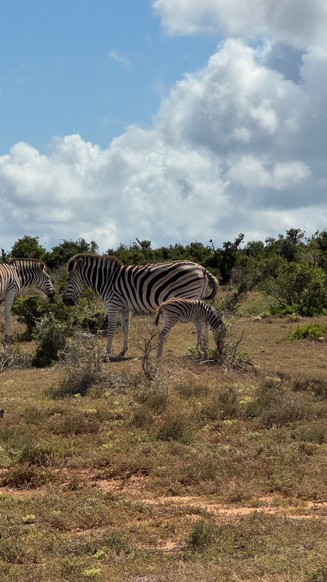 Addo Nationalpark