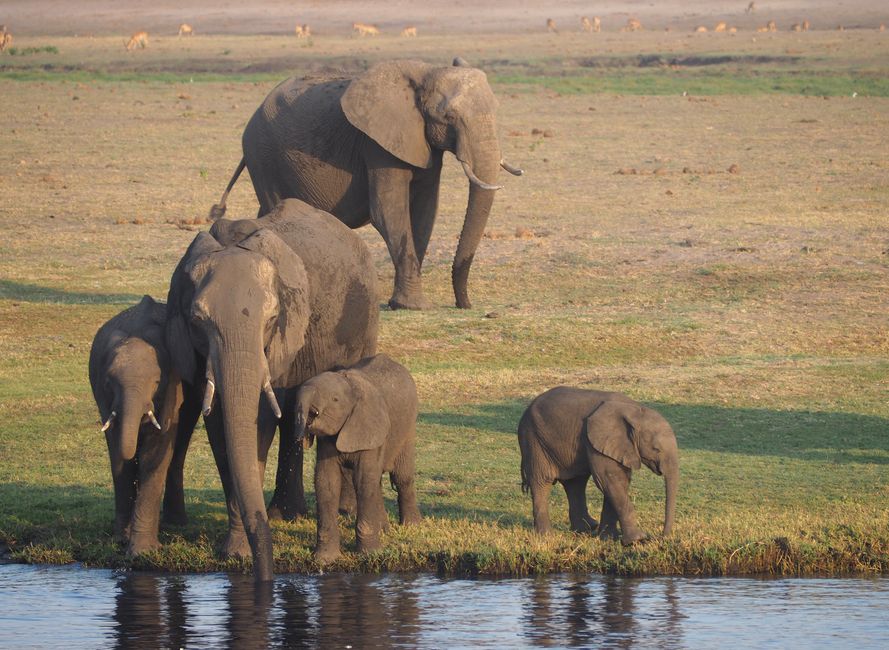 Botswana-fressen und gefressen werden