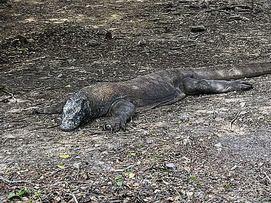 Insel Rinca, männlicher Waran