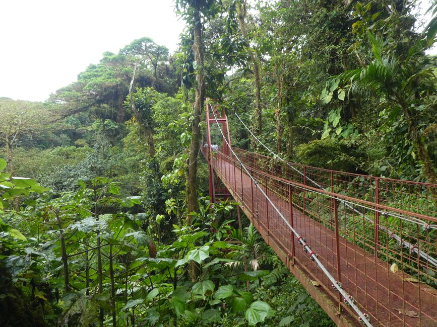 Hängebrücke, Monteverde Reservat