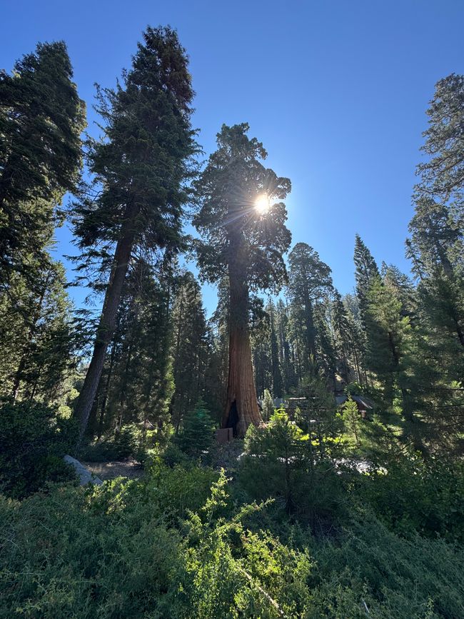 Sequoia National Park