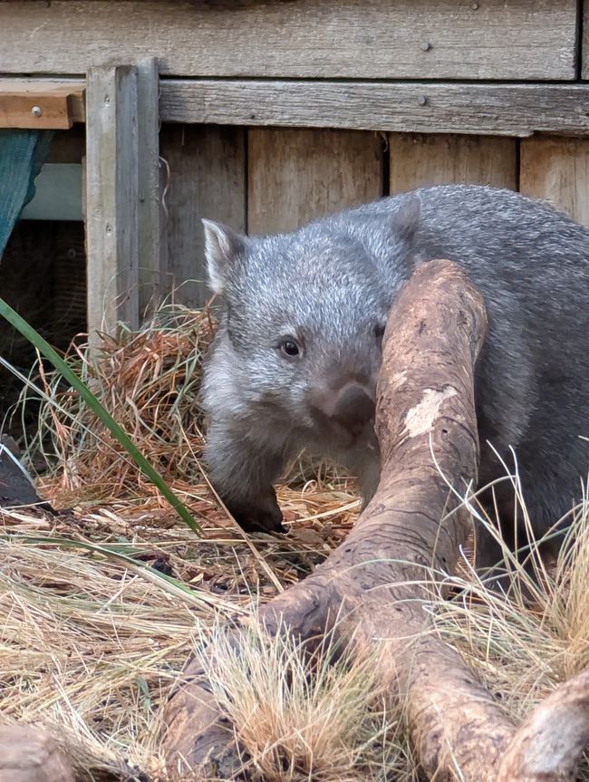 Wombats