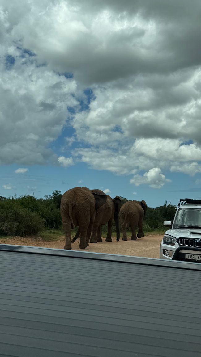 Addo Nationalpark