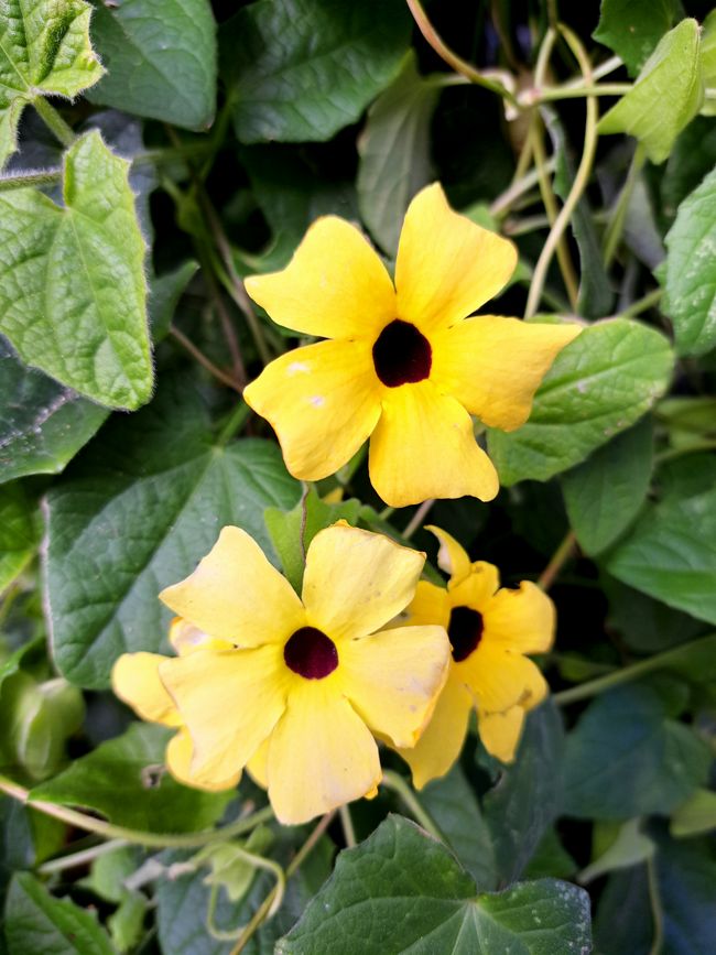 Schwarzäugige Susanne 😉