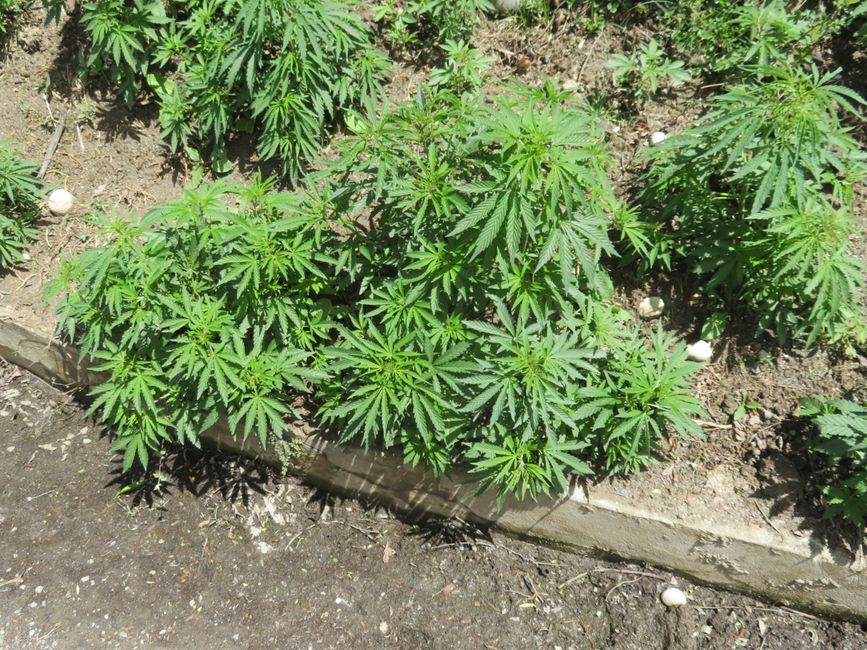 Freiwachsendes Marihuana - Kiffen verboten