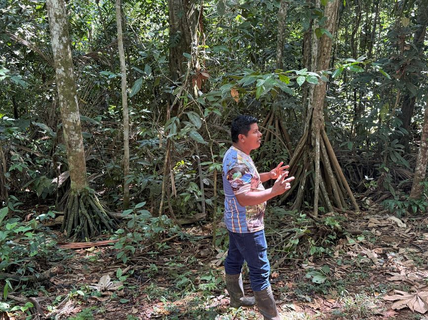 Unser Bribriguide erklärt die "Walking Palms"