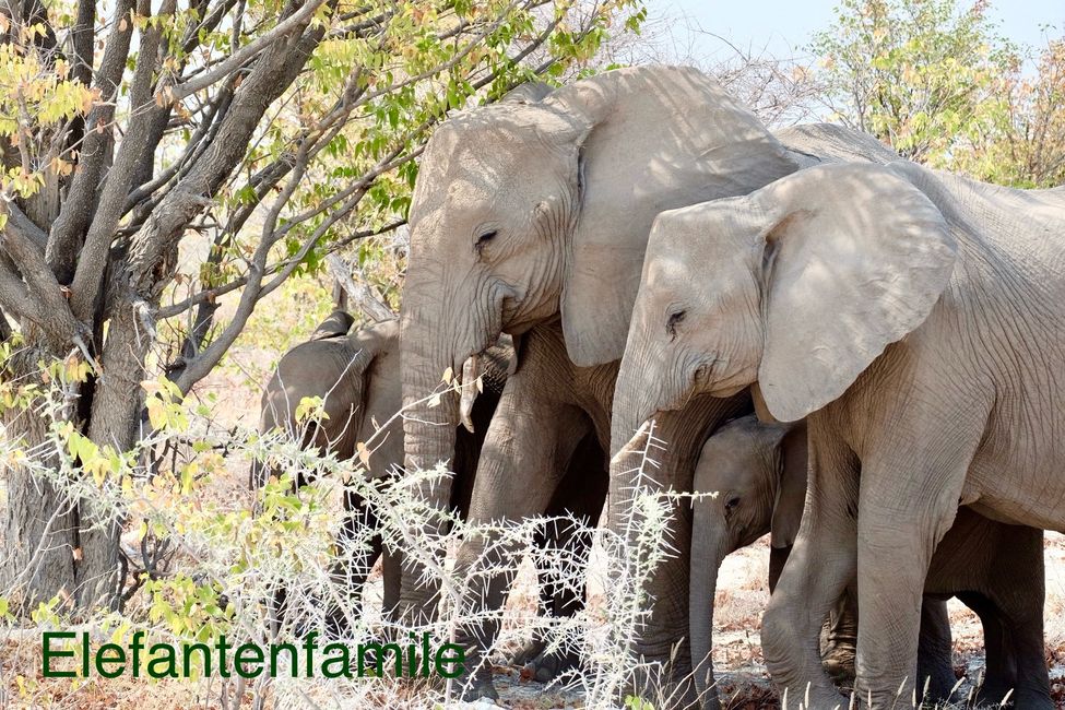 Etosha - we are here!