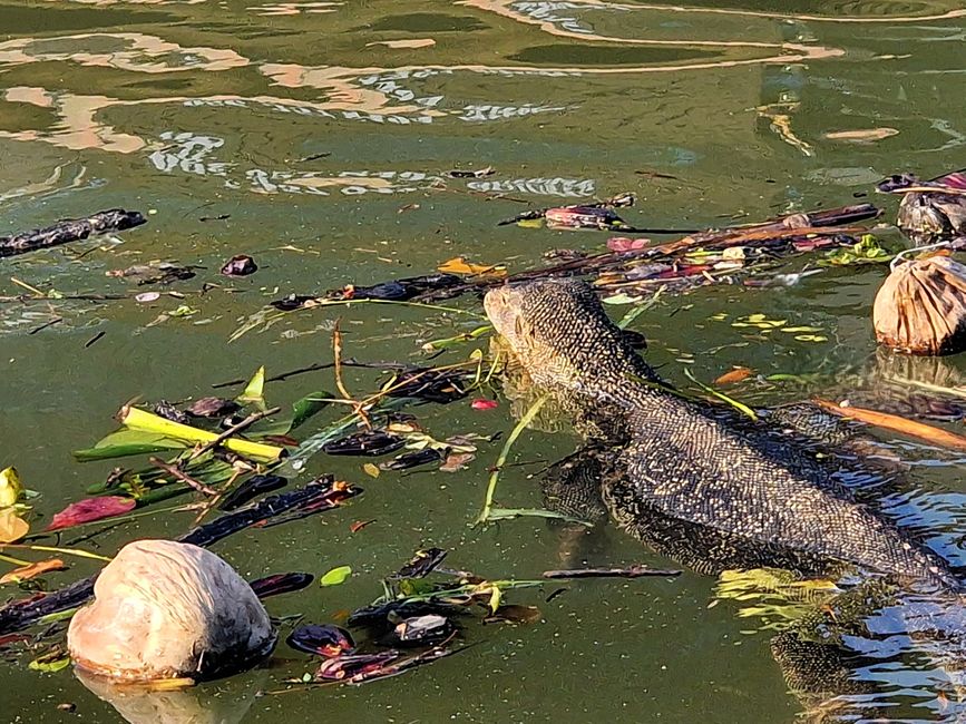 Lagarto