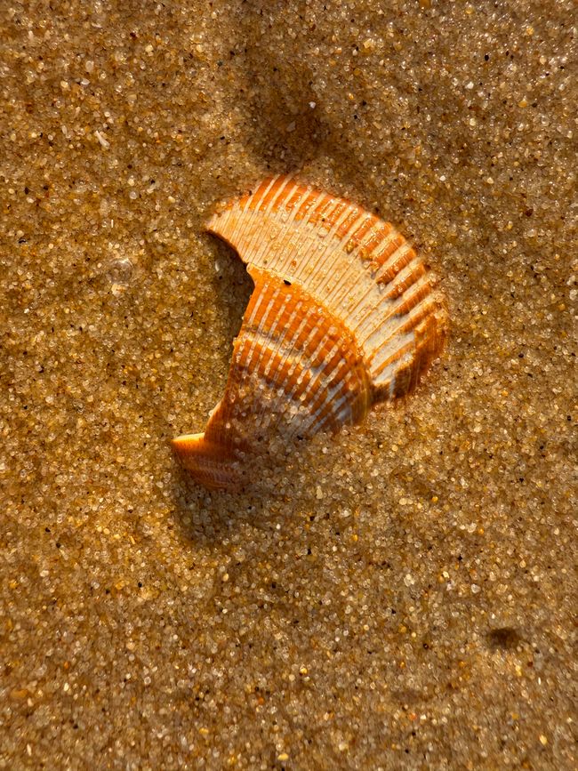 Cap Ferret