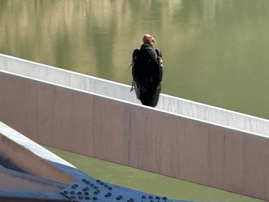 Contracted Condor