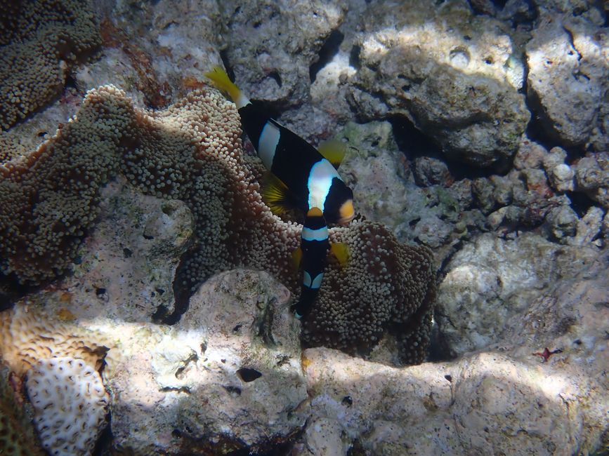 Clarks Anemonenfische / Clark's anemonefish