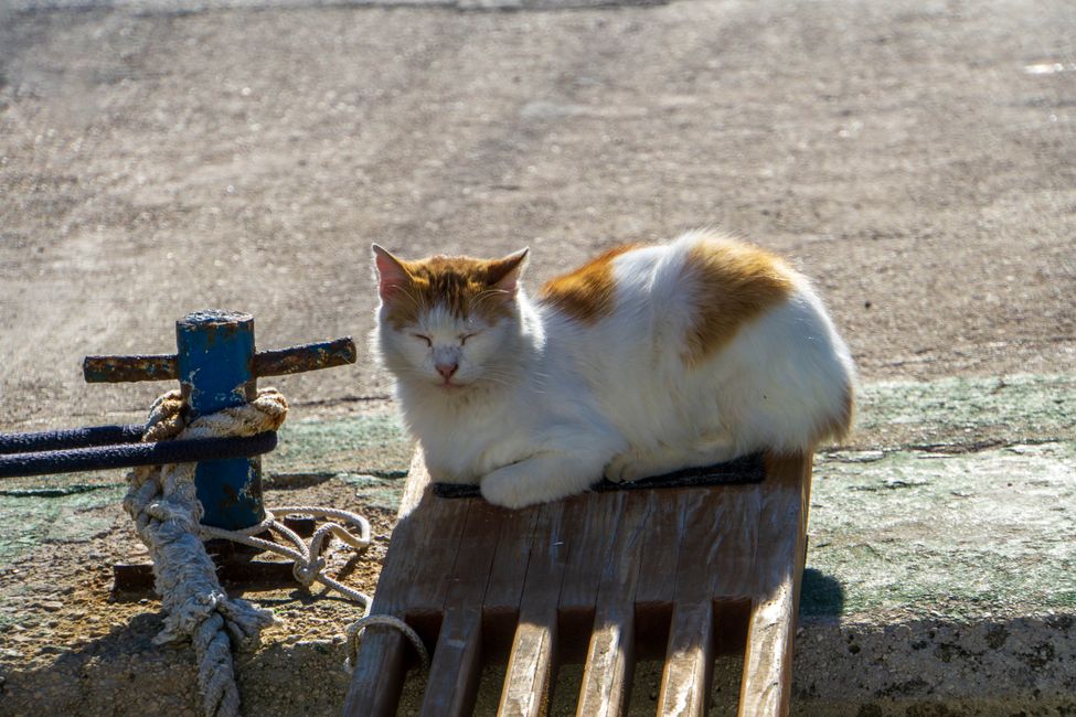 Cats of Croatia