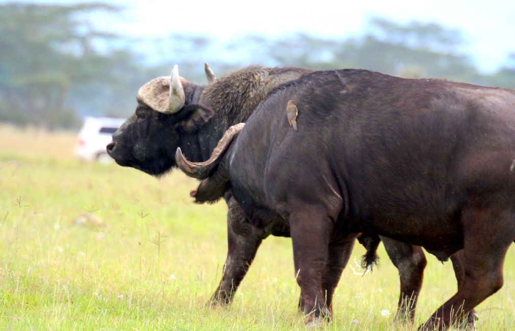 Zwei Buffalo's, wer sich neckt der.....:-))