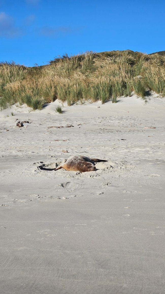 Timaru - Oamaru - Moeraki - Dunedin - Otago Peninsula - Oamaru