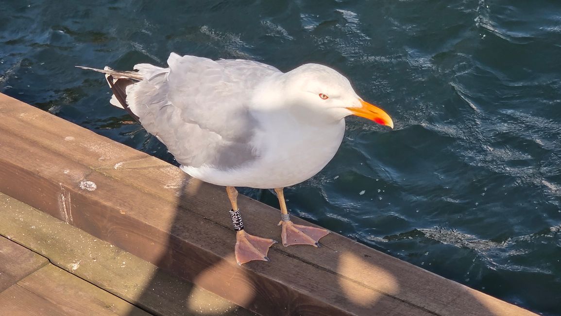 die Möwen sind sehr zutraulich