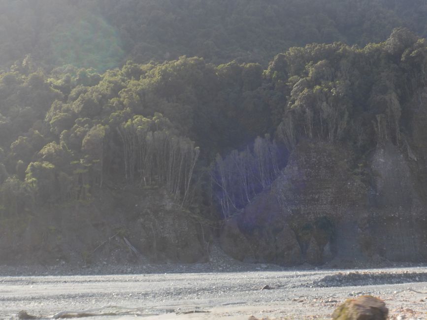 Combien de temps les arbres tiendront-ils encore ?