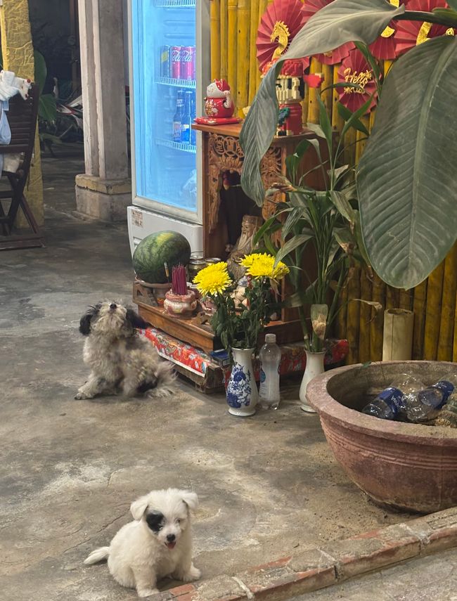 Hoi An Easy Rider