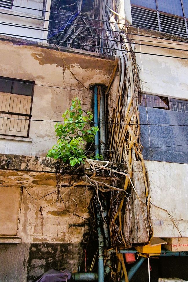 Nunca digas nunca más - Bangkok agridulce y nuestro camino a casa