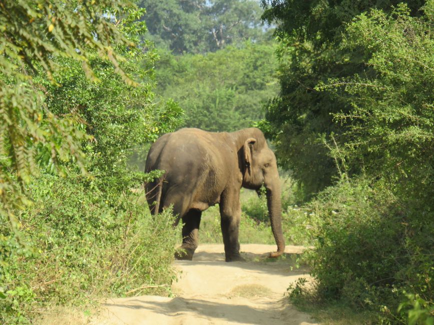 Udawalawa - Safari avec des éléphants
