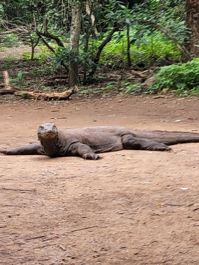 Day 110 of 175: Cruise around the world - Komodo/Indonesia