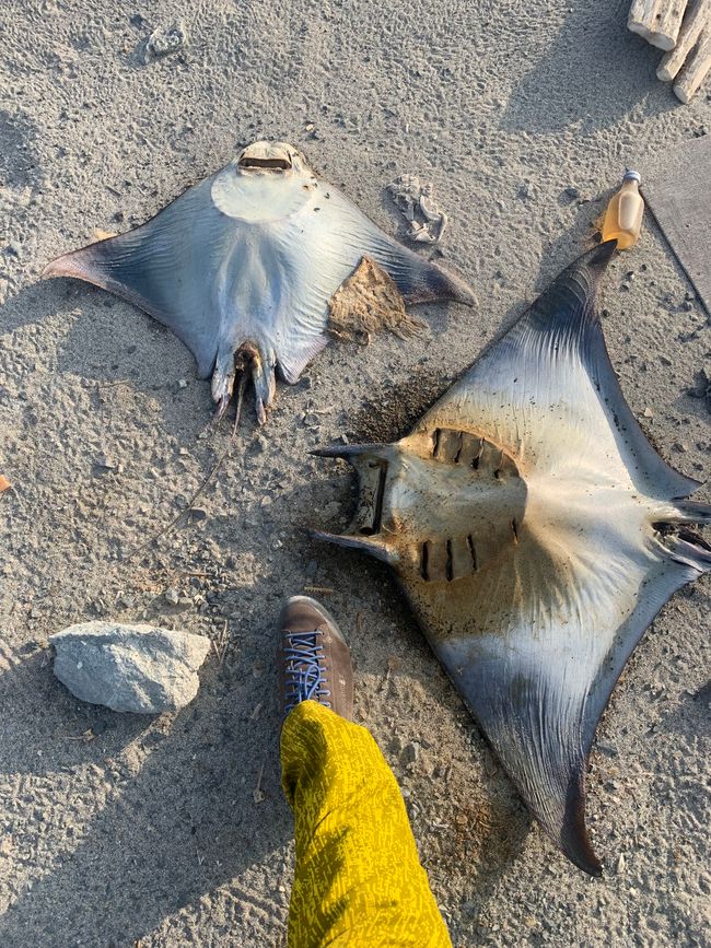 Isola di Masirah