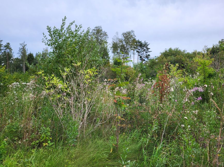 Naturschutzgebiet am See Tåkern