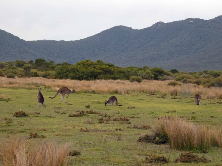 Melbourne - Wilsons-Promontory-Nationalpark
