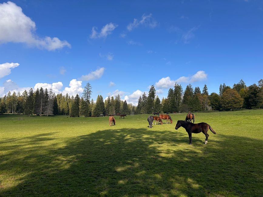 Pfeder, Pferde, Pferde