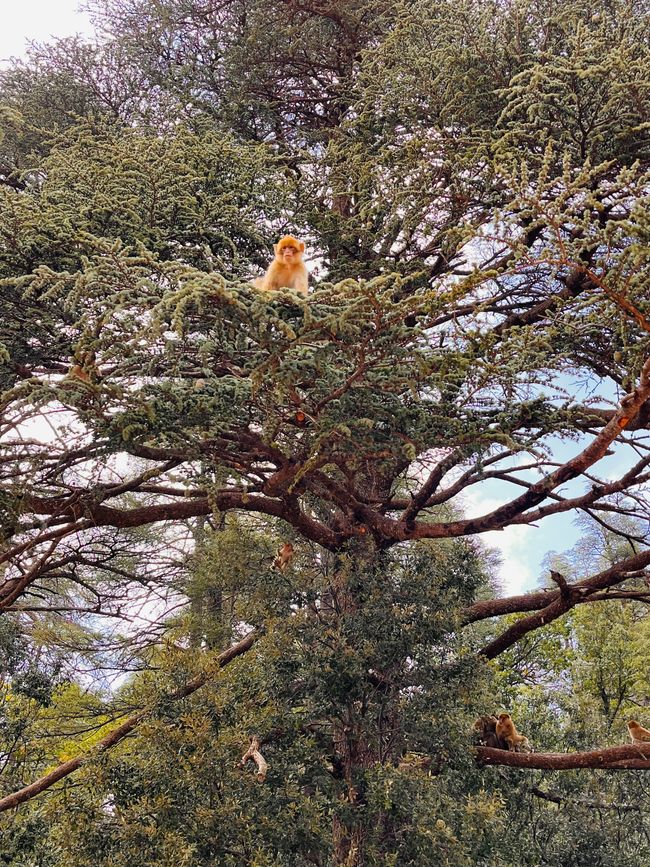 ...and even more Barbary macaques