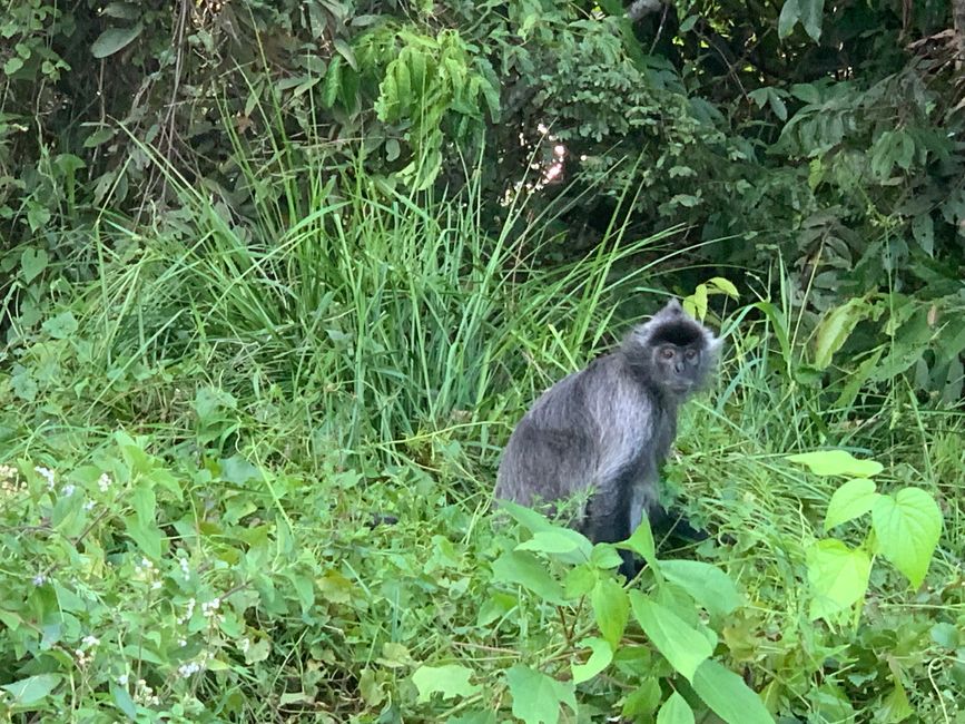 基纳巴坦河
