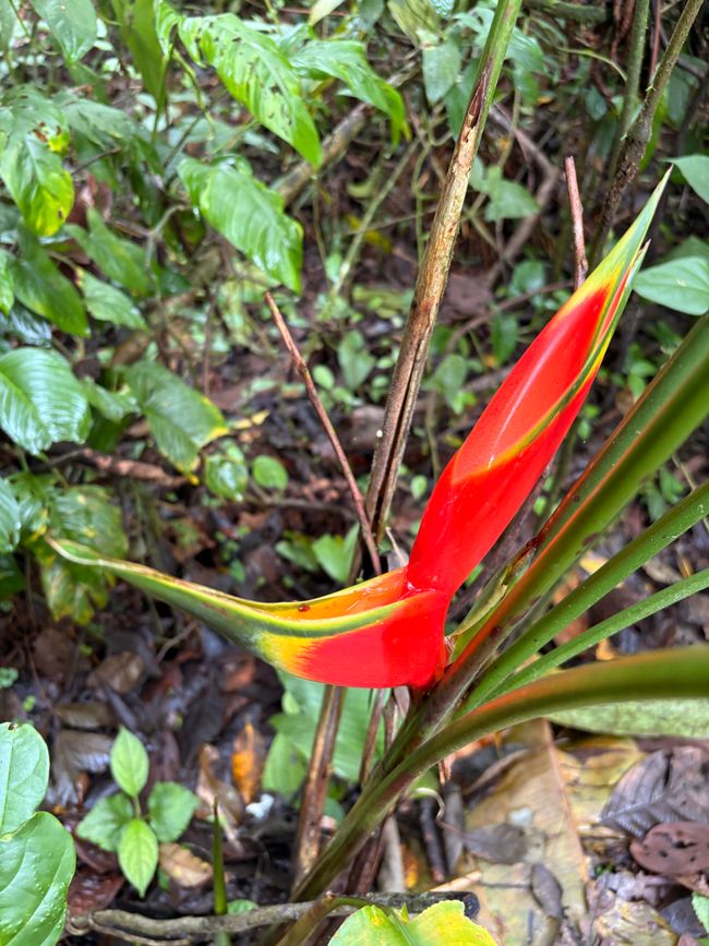 Unterwegs in Costa Rica