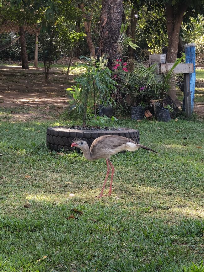 Aves lindinhas do Recanto