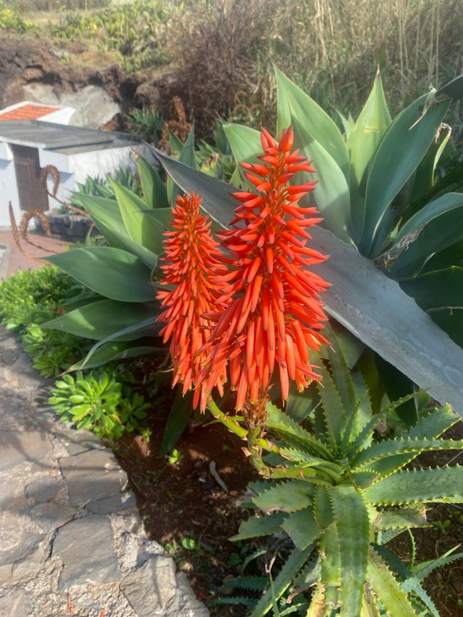 Das ist die Blüte der Baum-Aloe