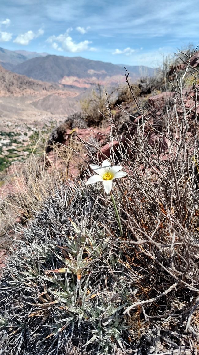 Argentina, Jujuy